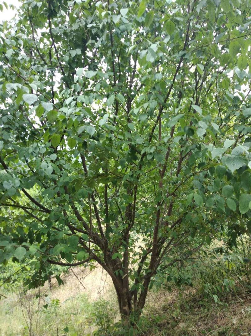山茱萸，丛生山茱萸，山茱萸小苗，独杆山茱萸
