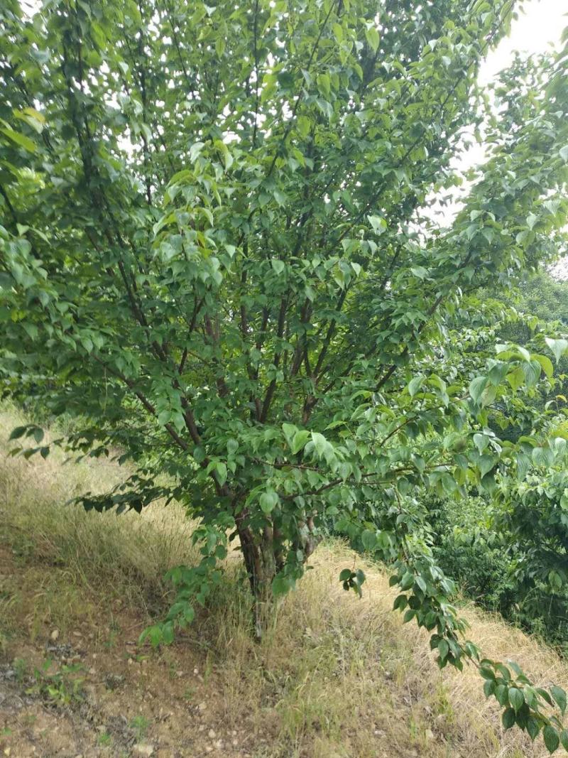 山茱萸，丛生山茱萸，山茱萸小苗，独杆山茱萸
