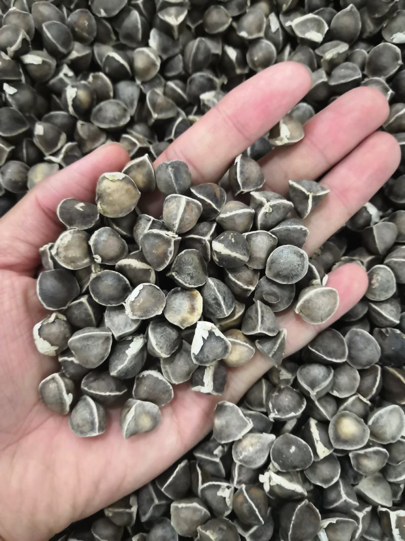 辣木籽颗粒饱满无硫新货各种中药材各种规格