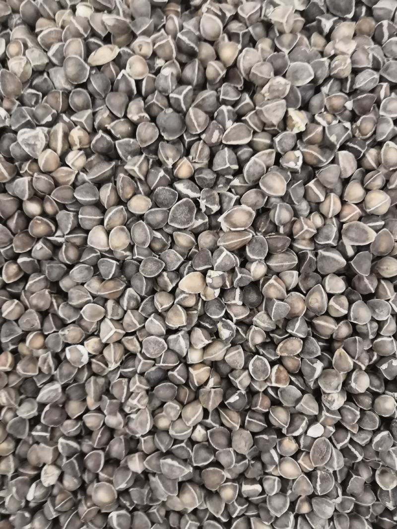 辣木籽颗粒饱满无硫新货各种中药材各种规格