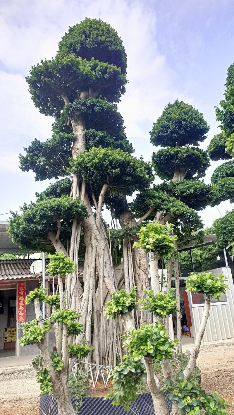 嫁接造型金钱榕树桩头，榕树盆景，造型小叶榕桩头