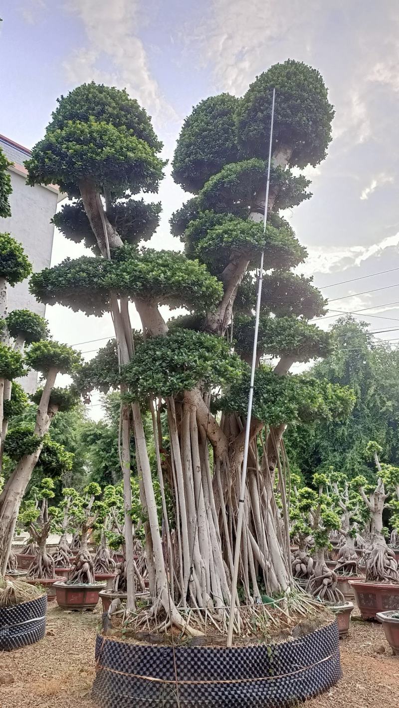 嫁接造型金钱榕树桩头，榕树盆景，造型小叶榕桩头