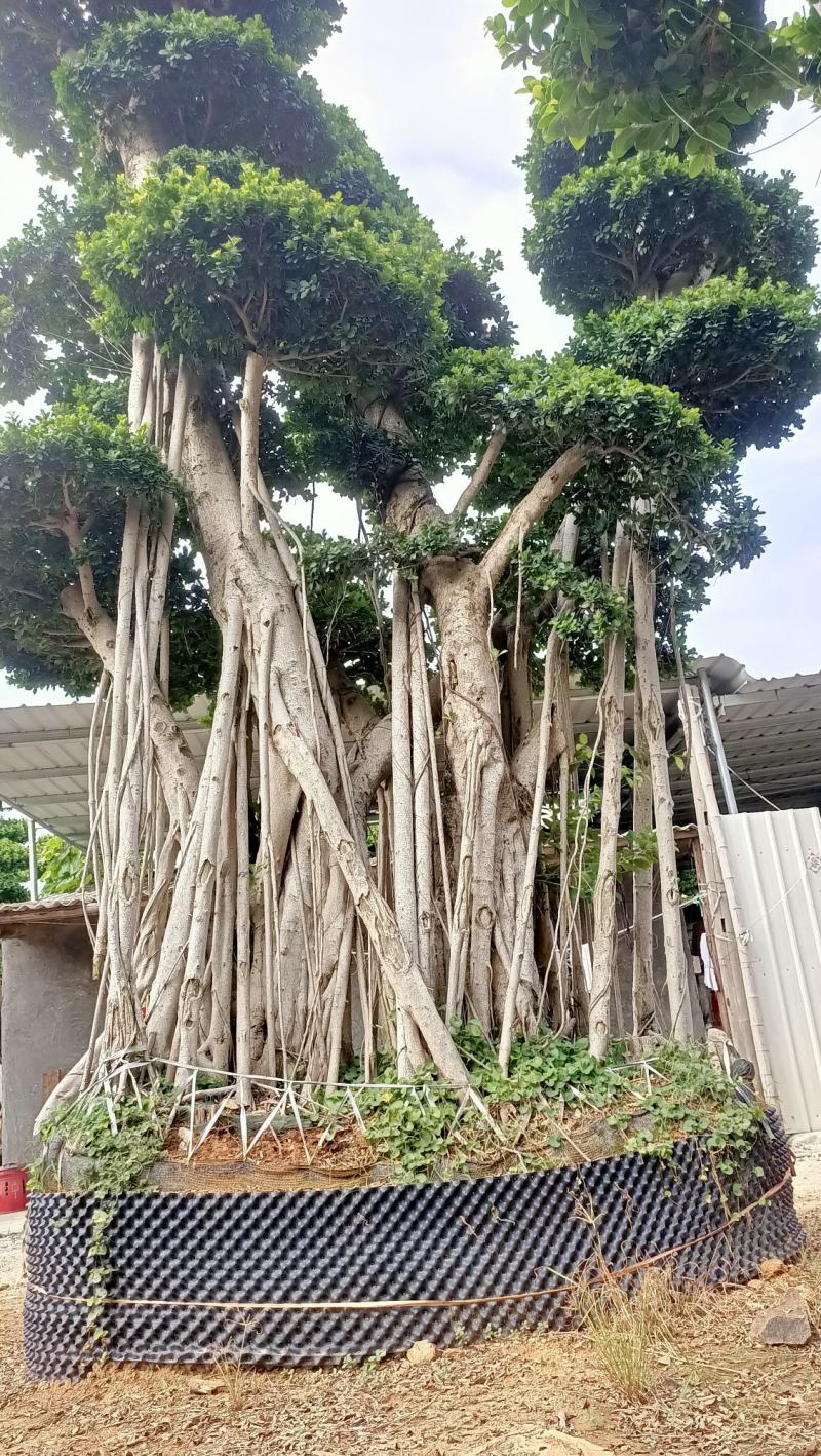 嫁接造型金钱榕树桩头，榕树盆景，造型小叶榕桩头