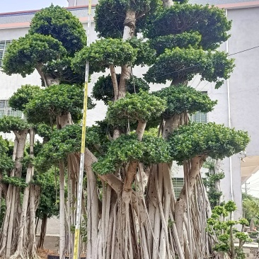 嫁接造型金钱榕树桩头，榕树盆景，造型小叶榕桩头