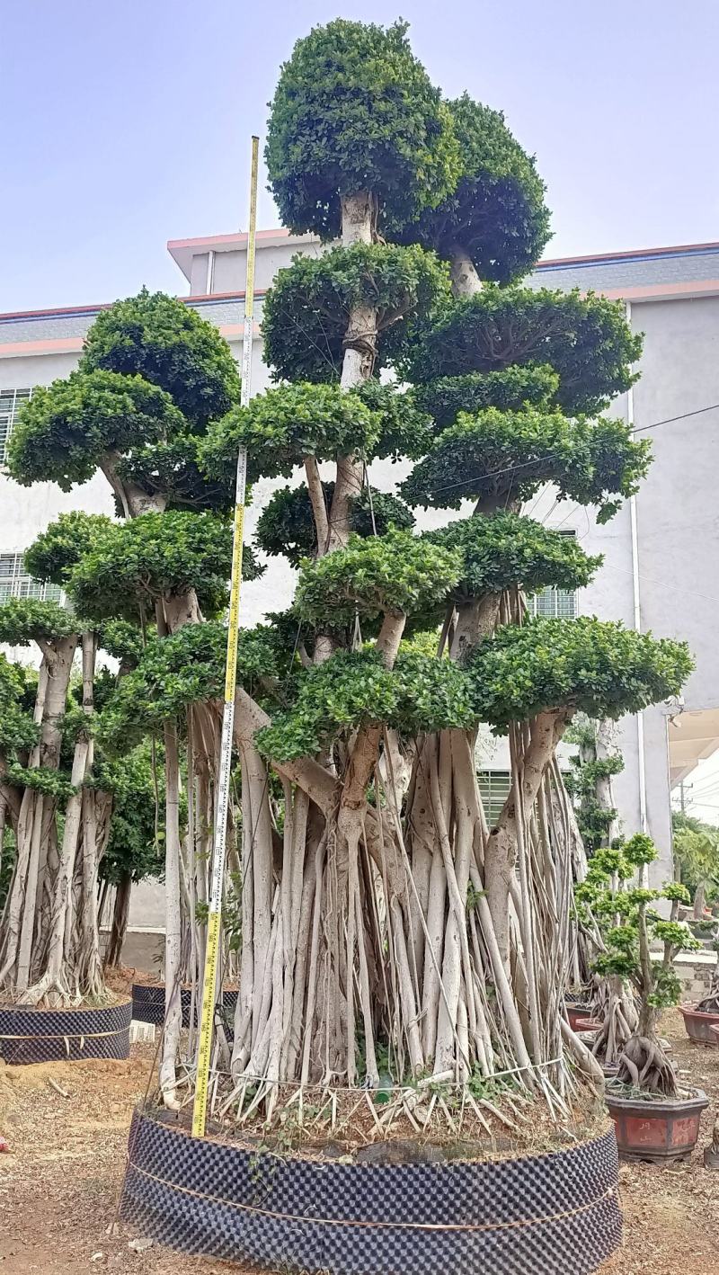 嫁接造型金钱榕树桩头，榕树盆景，造型小叶榕桩头