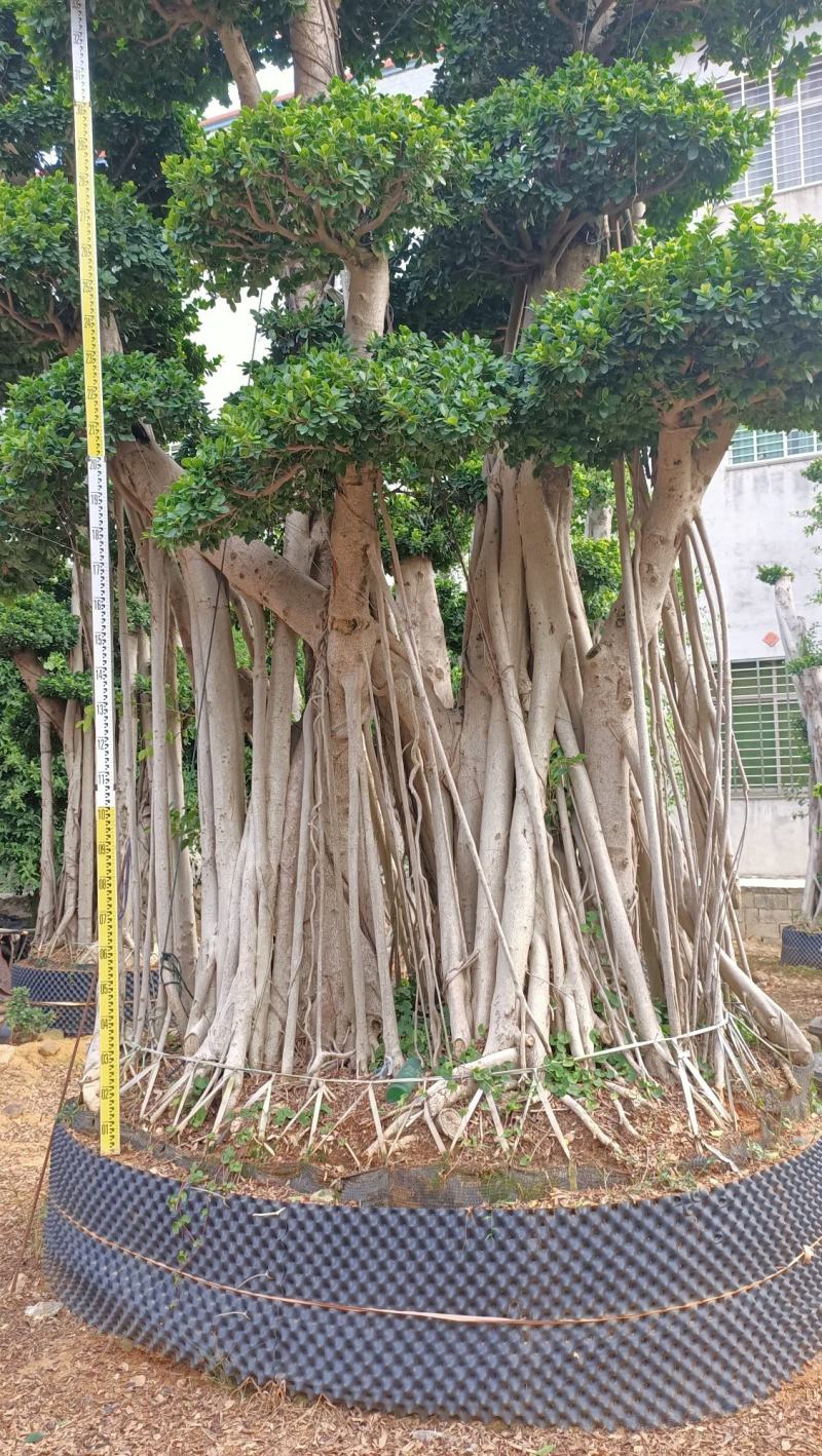 嫁接造型金钱榕树桩头，榕树盆景，造型小叶榕桩头