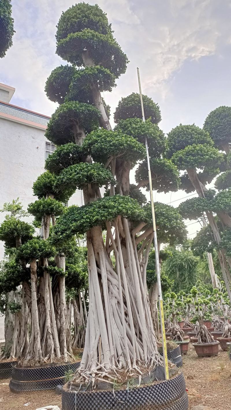 嫁接造型金钱榕树桩头，榕树盆景，造型小叶榕桩头高度6.8