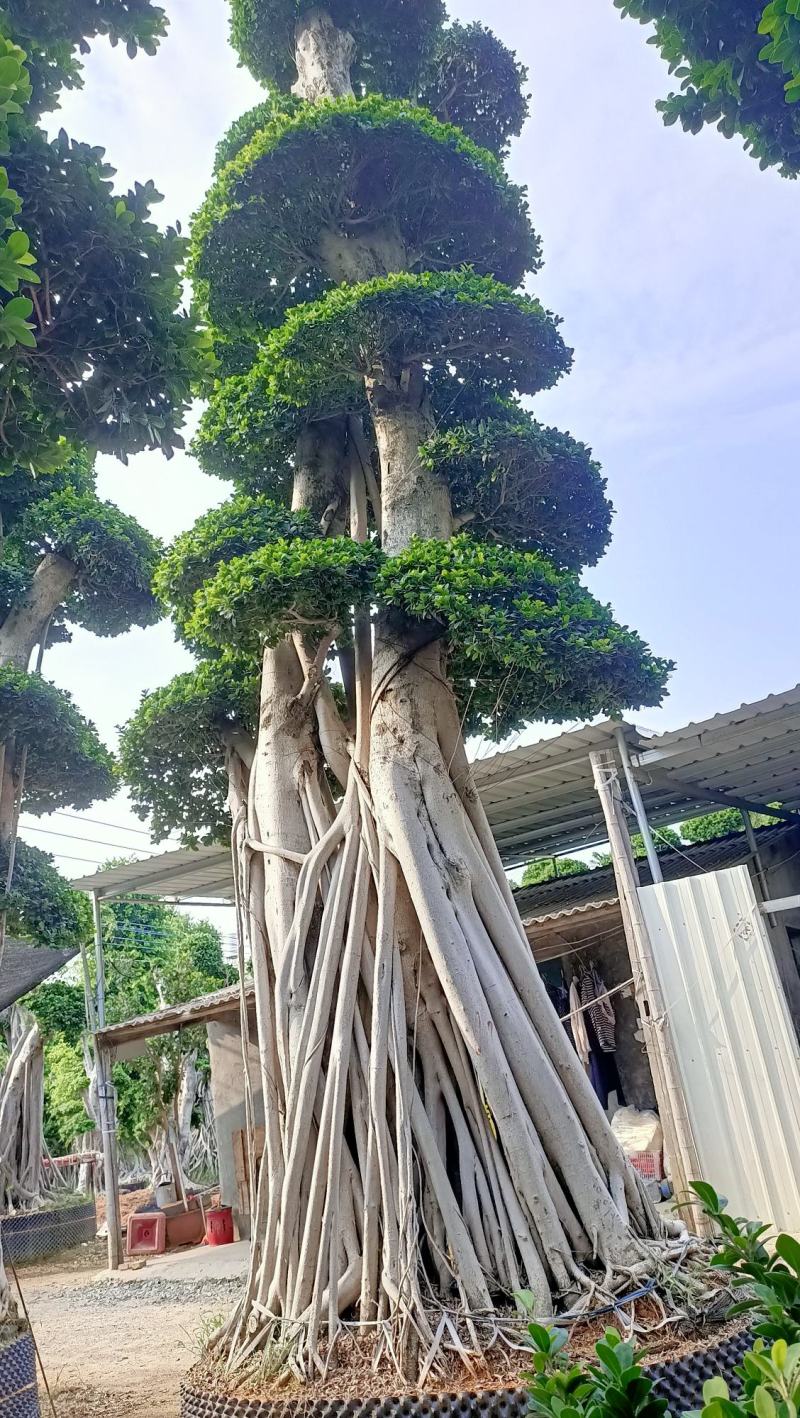 嫁接造型金钱榕树桩头，榕树盆景，造型小叶榕桩头高度6.8