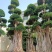 嫁接造型金钱榕树桩头，榕树盆景，造型小叶榕桩头高度6.8
