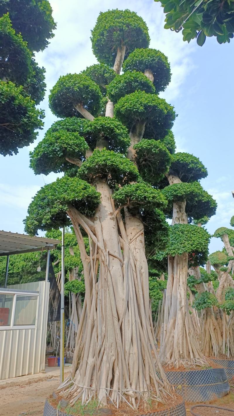 嫁接造型金钱榕树桩头，榕树盆景，造型小叶榕桩头高度6.8