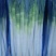 山东大葱大量上市，日本冈葱，质量好！！！