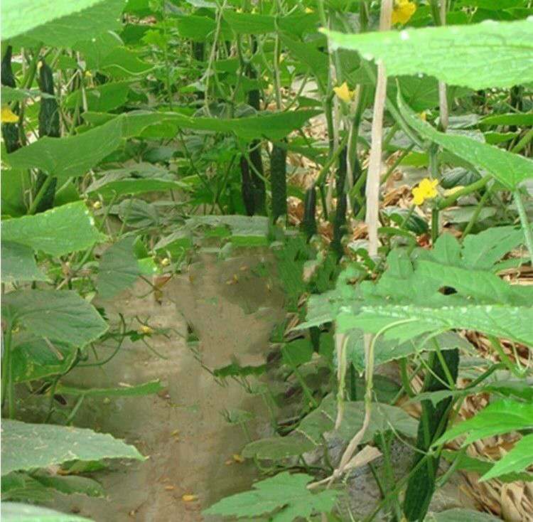 图中展示草铵膦和草甘膦在植物体内的作用路径,草铵膦为触杀型,草甘膦为内吸传导型 草铵膦与草甘膦作用机制对比图