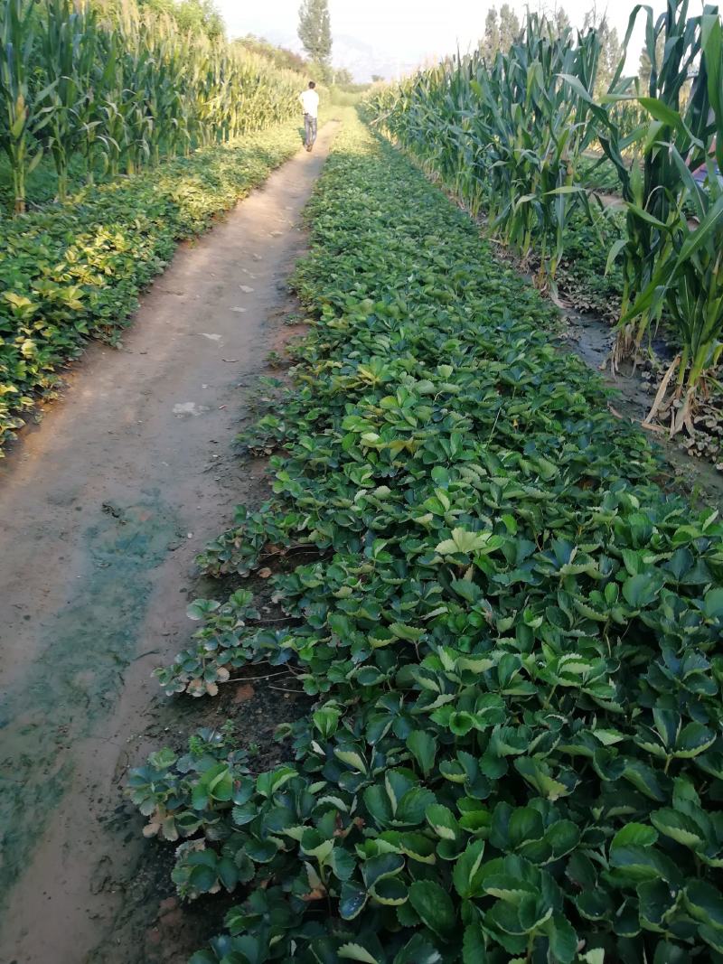 甜查理草莓苗现挖现卖种植基地脱毒草莓苗保品种量大从优