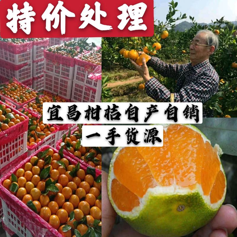 宜宜昌高山蜜橘小叶橘纯甜化渣对外整车批发代发品质保证