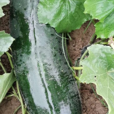菜用糖用黑皮冬瓜出货中，质量可靠，代收代发，欢迎下单