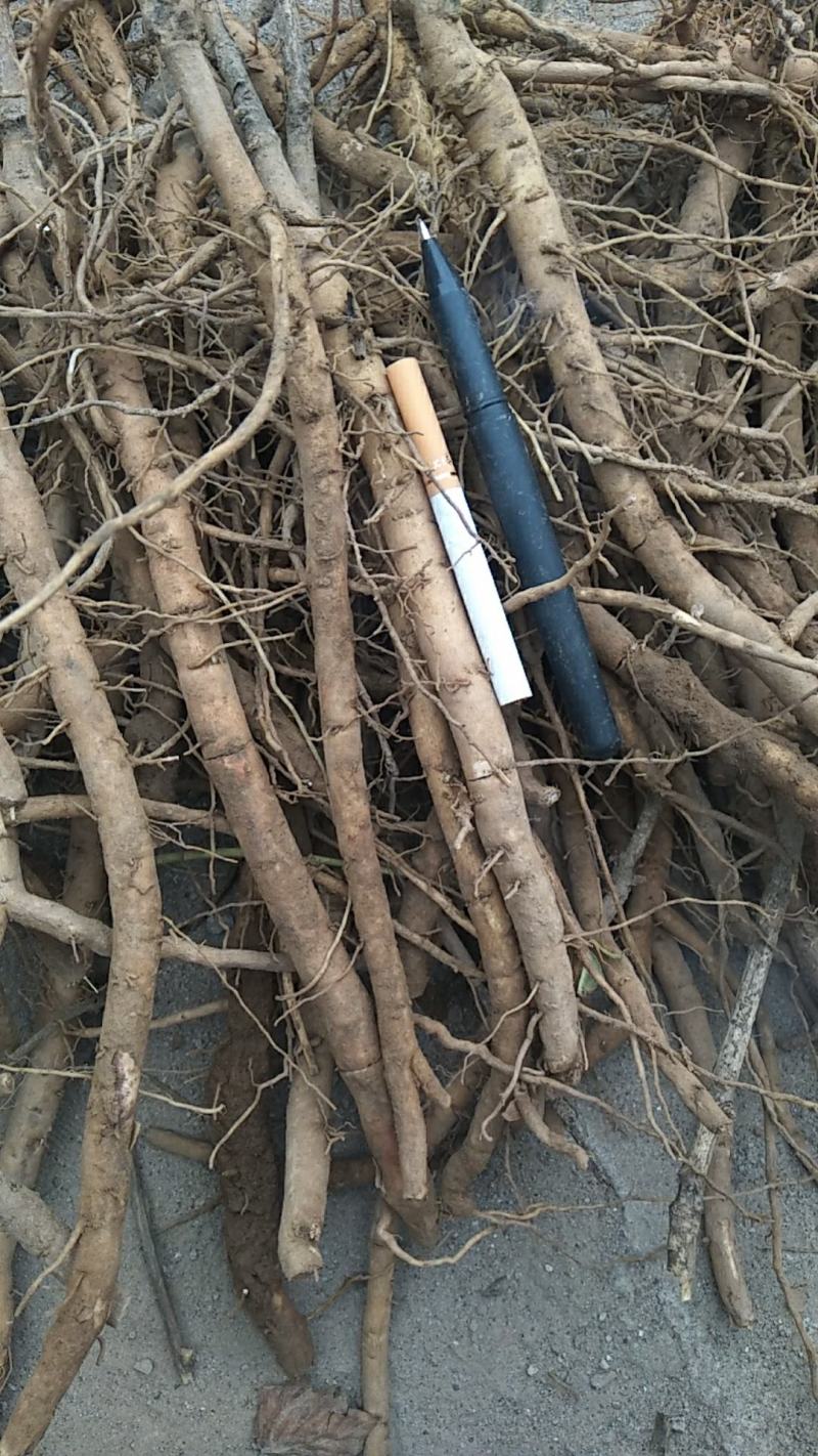 牡丹苗嫁接苗！保质量好