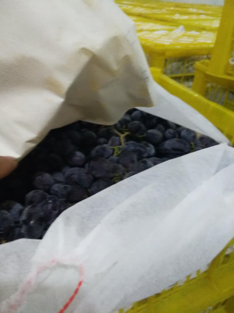 A17/紫甜葡萄大量上市种植面积大货好价低