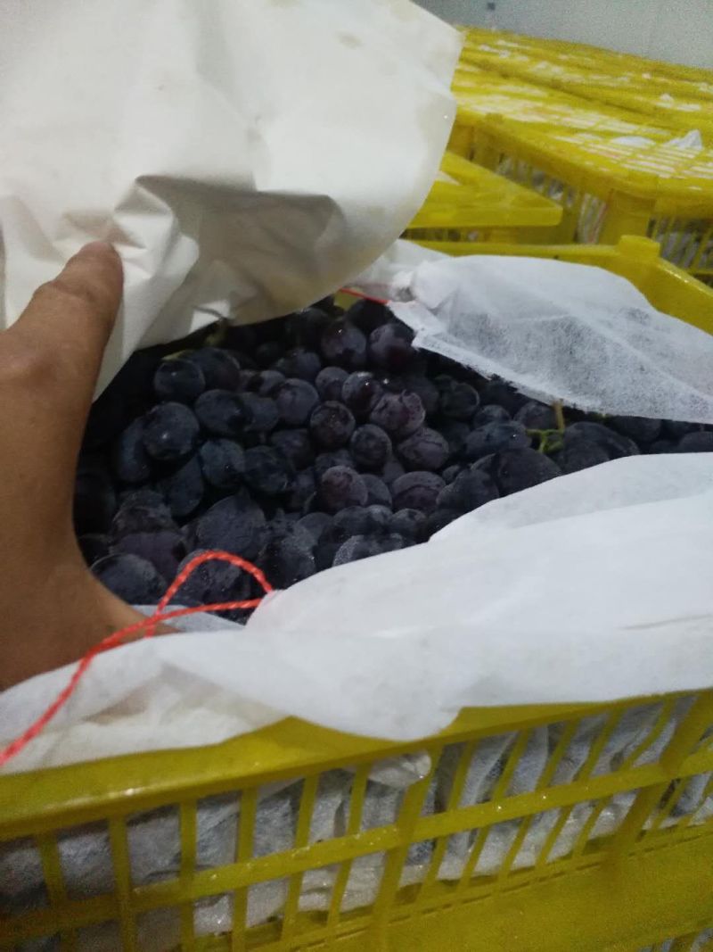A17/紫甜葡萄大量上市种植面积大货好价低