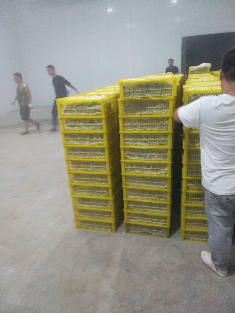 A17/紫甜葡萄大量上市种植面积大货好价低