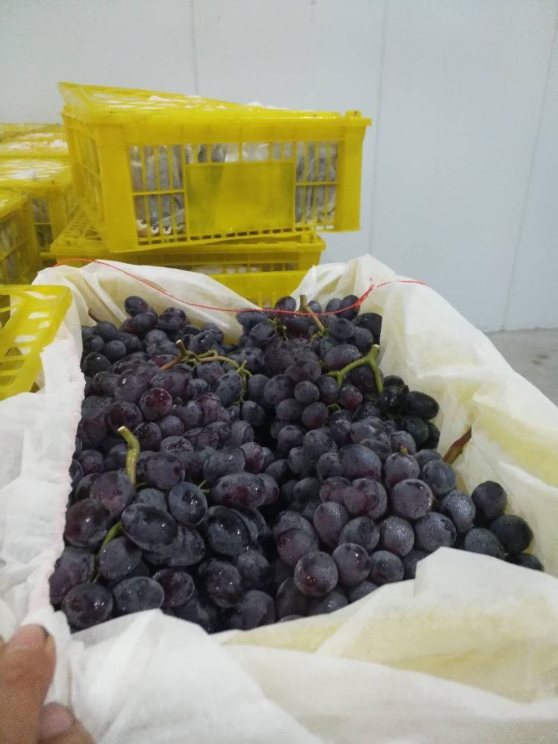 A17/紫甜葡萄大量上市种植面积大货好价低