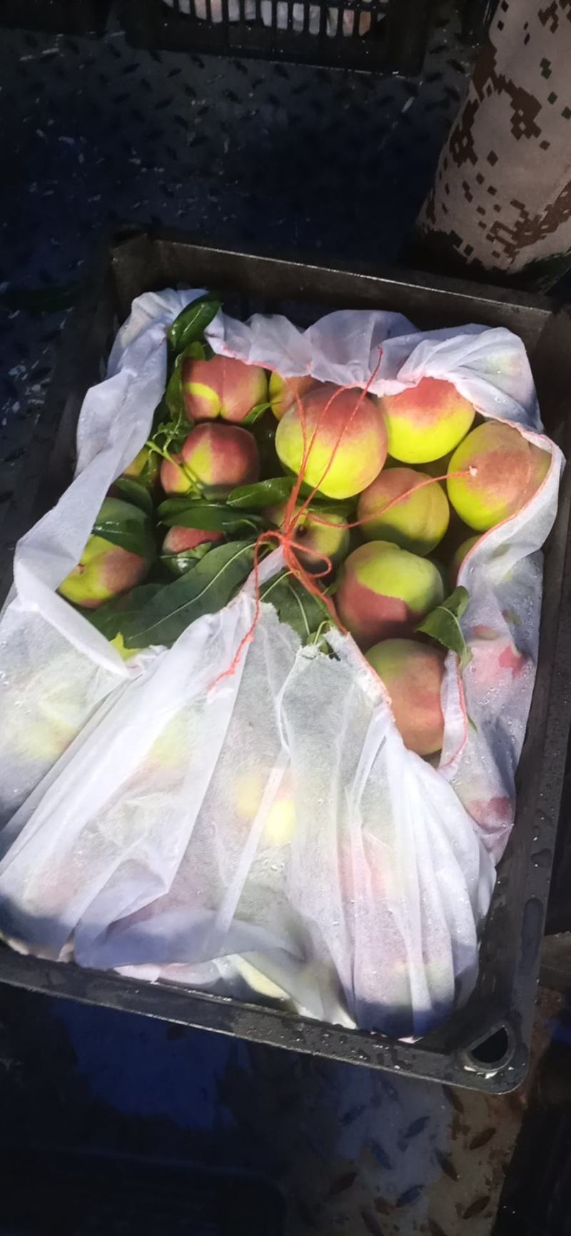 青州蜜桃全红蜜山东毛桃离核毛桃嵩山蜜