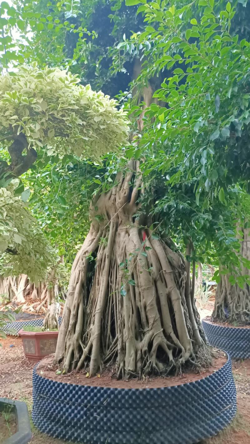 原叶冠幅造型南安提根小叶榕，榕树桩头，小叶榕桩景