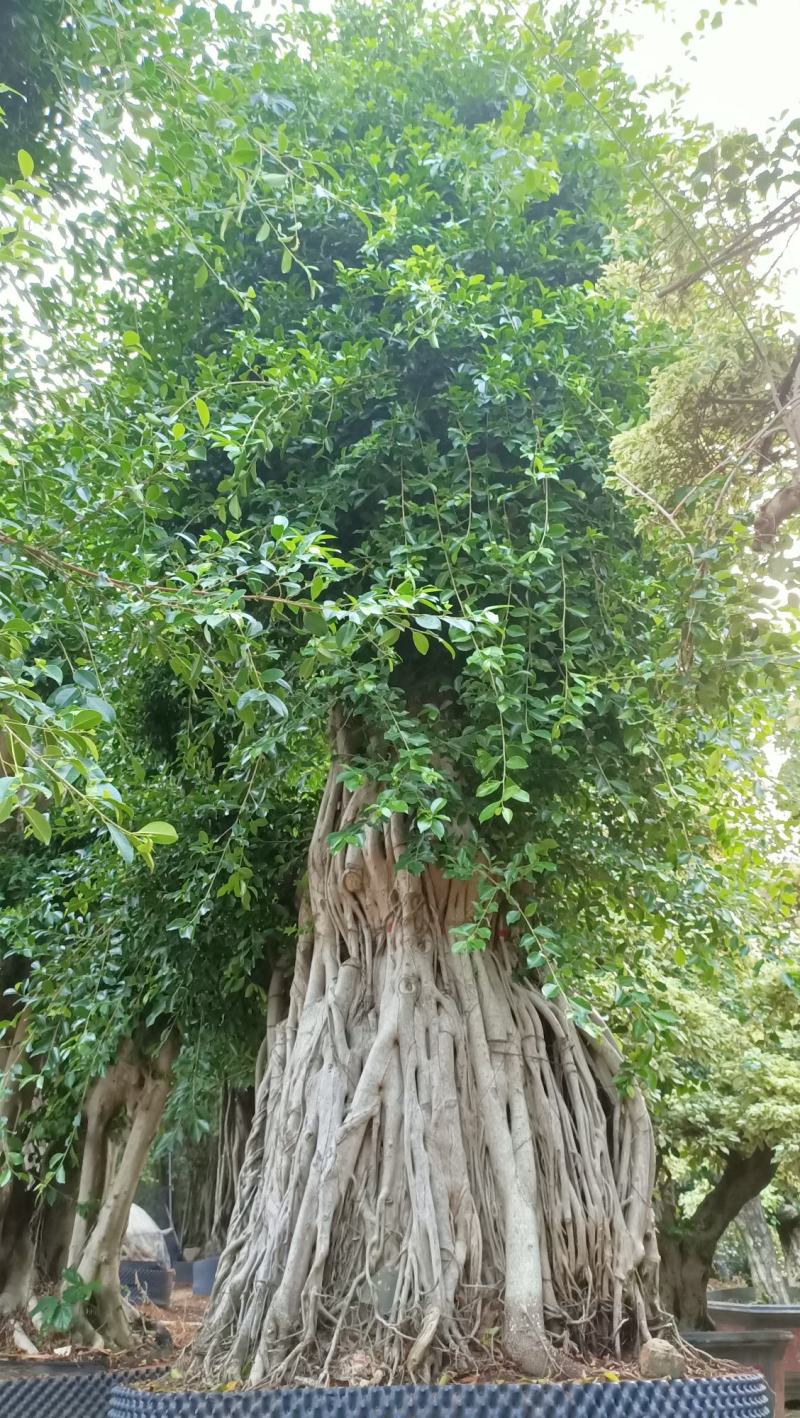 原叶冠幅造型南安提根小叶榕，榕树桩头，小叶榕桩景