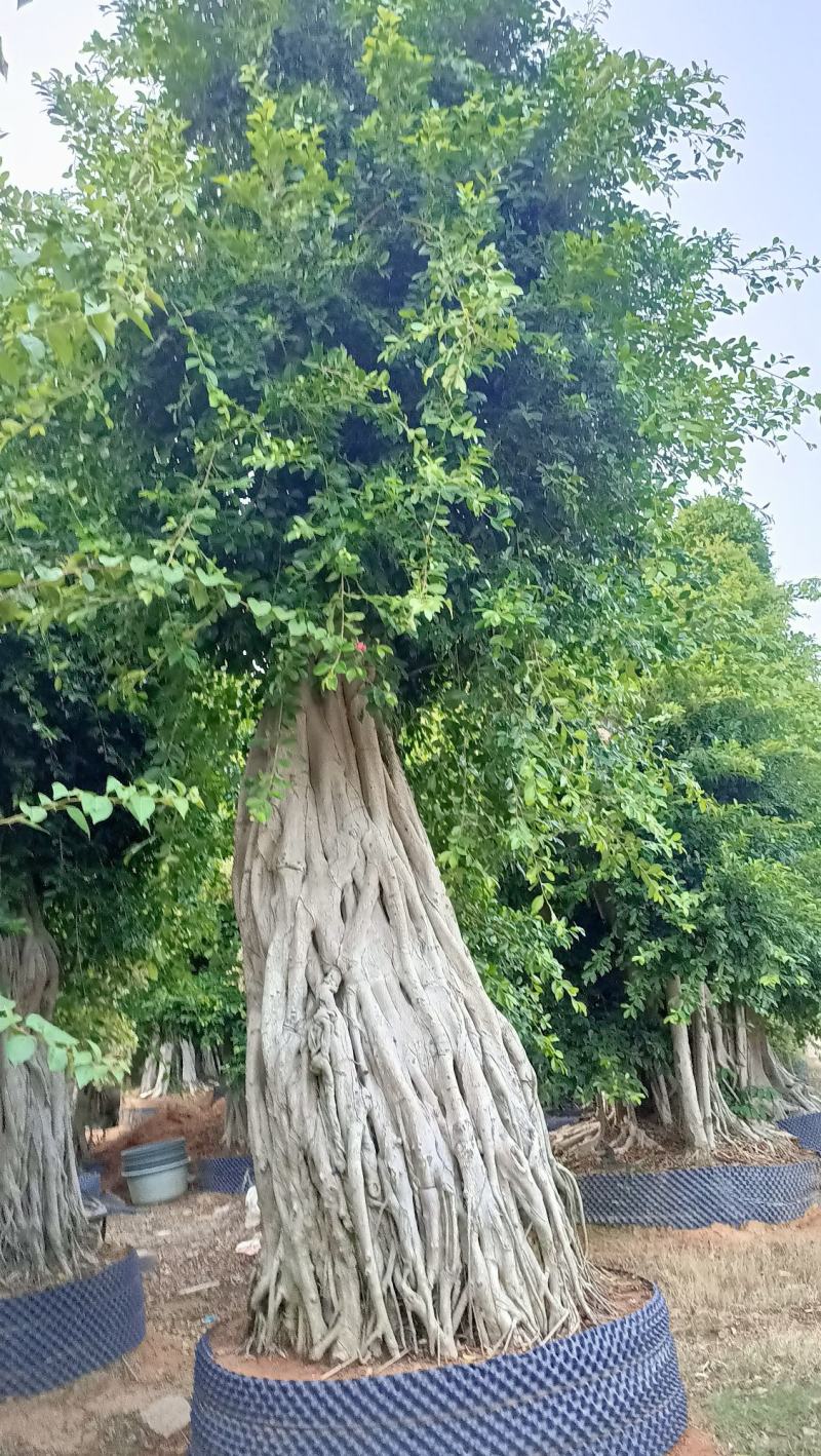 原叶冠幅造型南安提根小叶榕，榕树桩头，小叶榕桩景