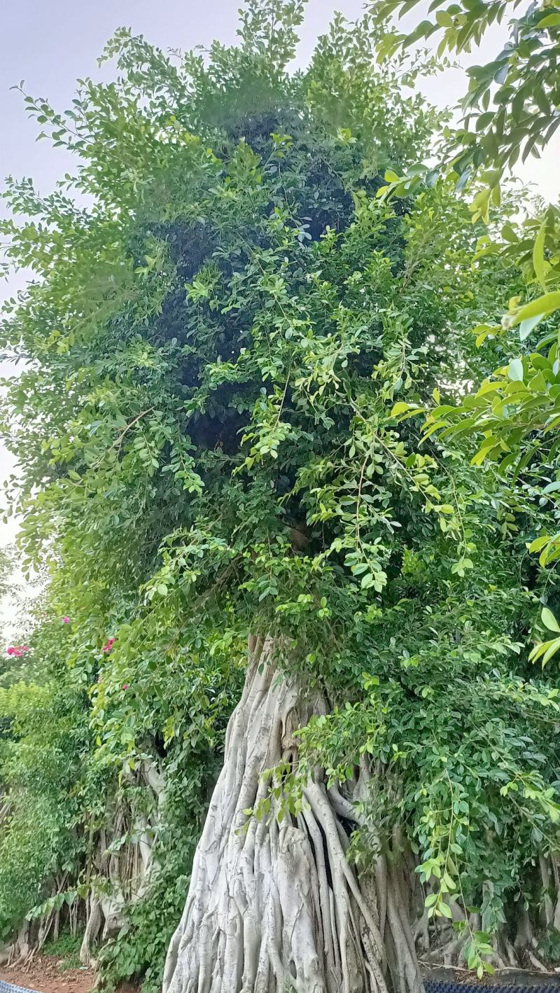 原叶冠幅造型南安提根小叶榕，榕树桩头，小叶榕桩景