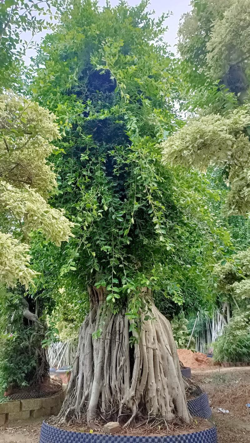 原叶冠幅造型南安提根小叶榕，榕树桩头，小叶榕桩景