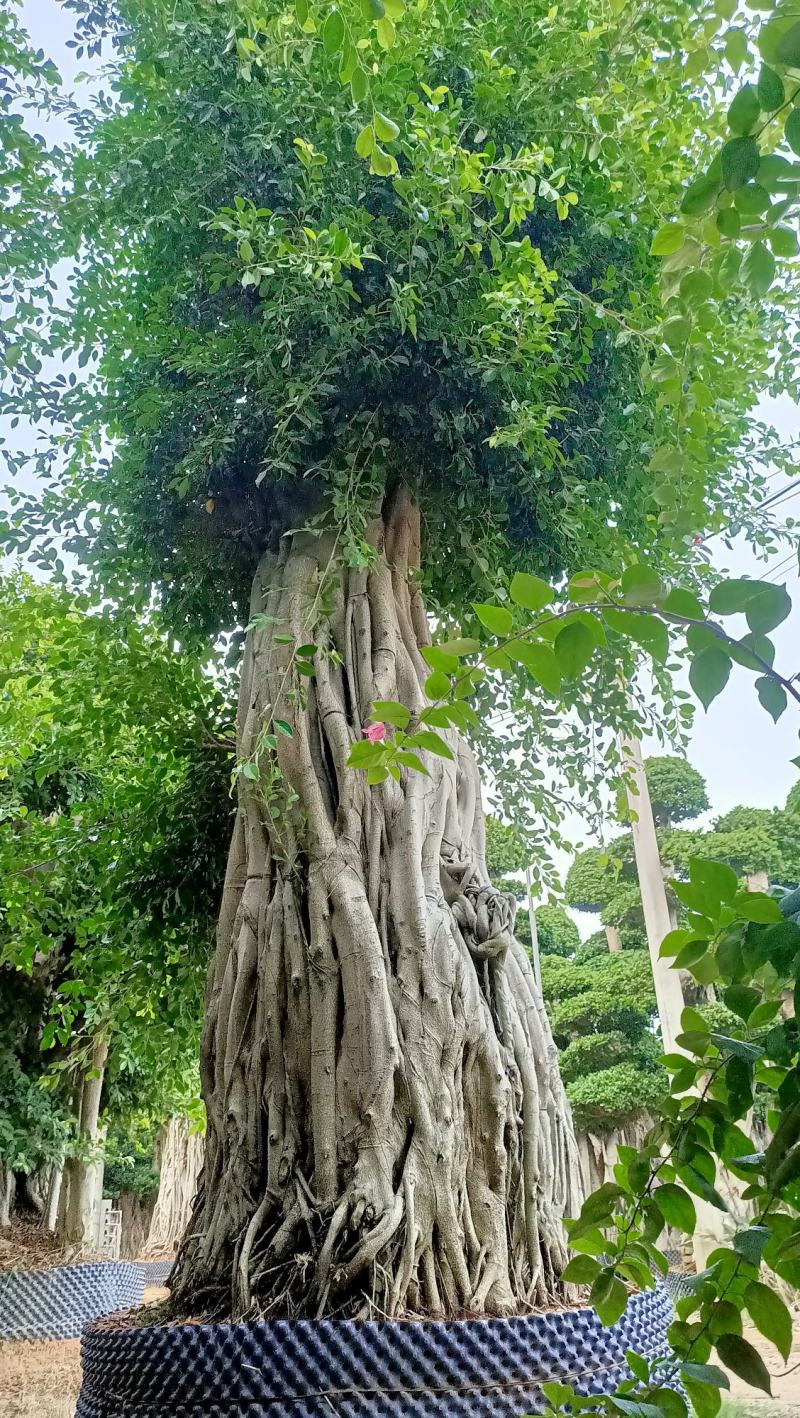 原叶冠幅造型南安提根小叶榕，榕树桩头，小叶榕桩景