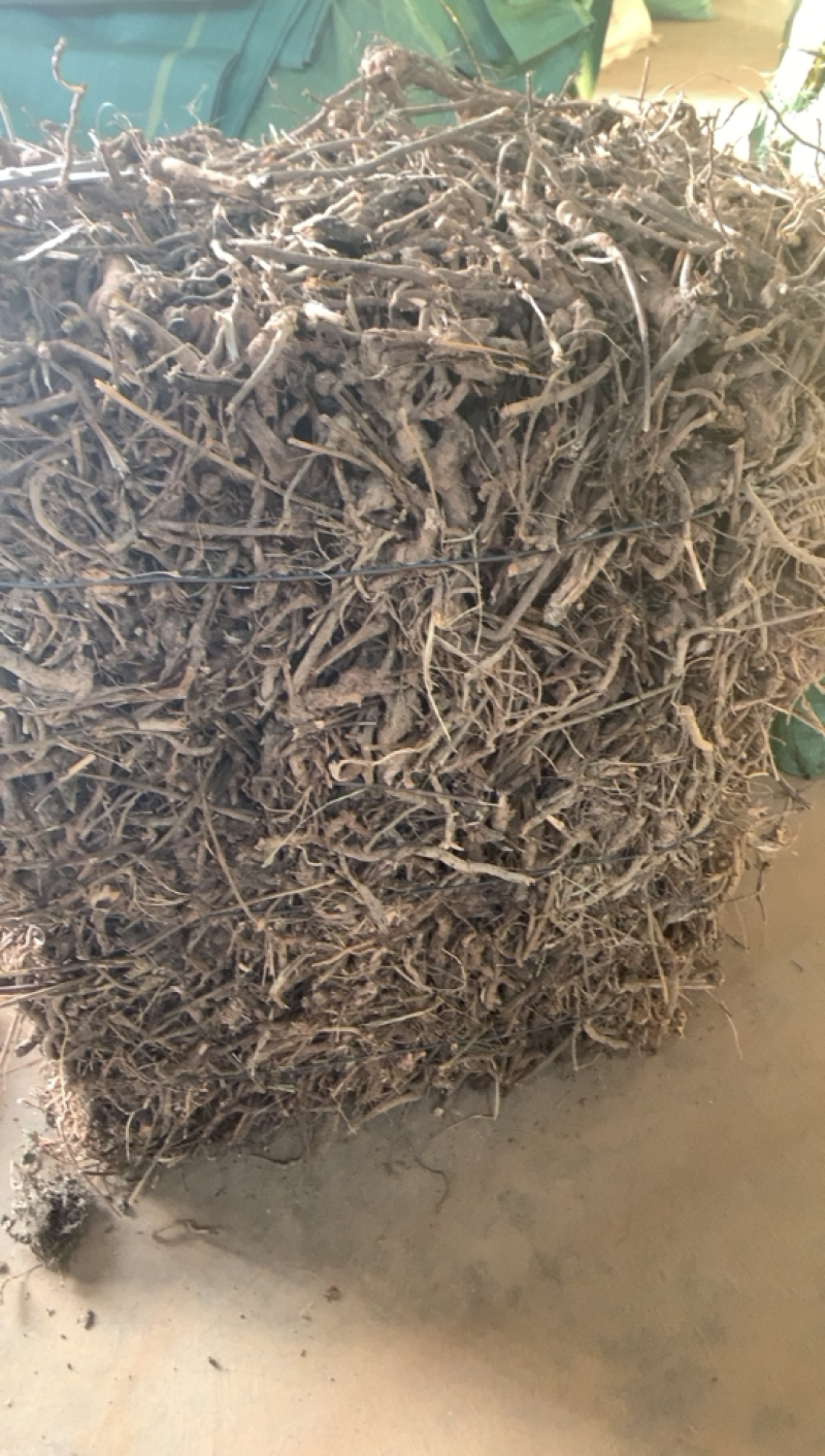 山白芷羊耳积毛将军散包机压包100斤包邮