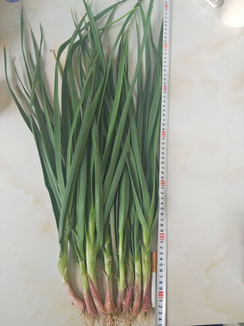 【荐】精品红根蒜苗，品质保证，产地直销，以质论价。