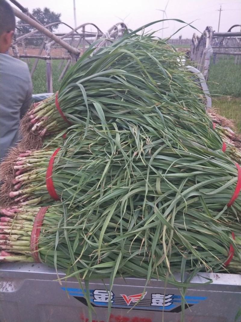 【荐】精品红根蒜苗，品质保证，产地直销，以质论价。