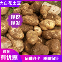 【大白花】土豆！出粉率高14点以上，供应各大厂家咨