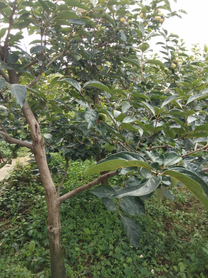 眉县，汤峪阳丰甜柿子