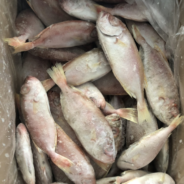 东山海鲜红目鲢食堂排挡供应