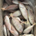 东山海鲜红目鲢食堂排挡供应