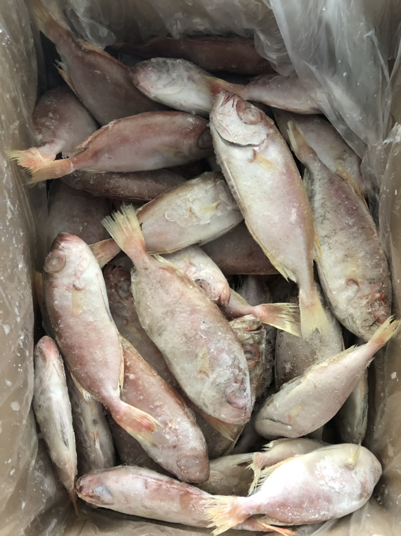 东山海鲜红目鲢食堂排挡供应