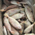 东山海鲜红目鲢食堂排挡供应