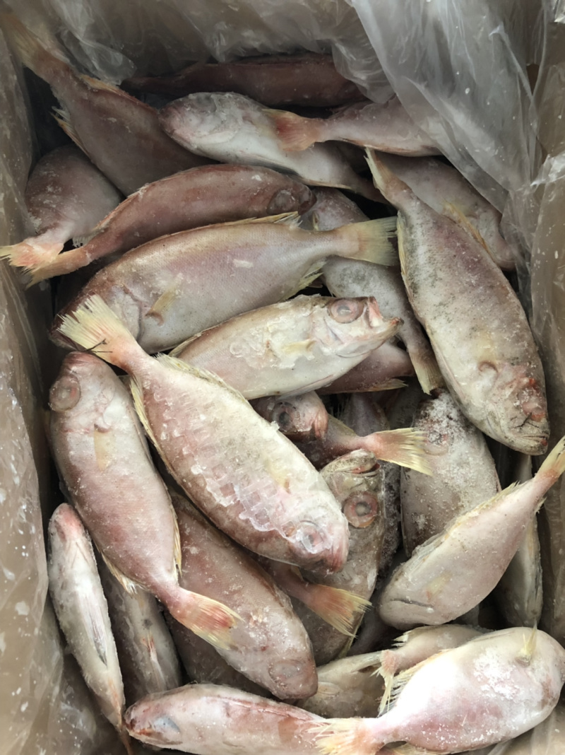 东山海鲜红目鲢食堂排挡供应
