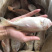 东山海鲜红目鲢食堂排挡供应