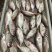 东山海鲜红目鲢食堂排挡供应