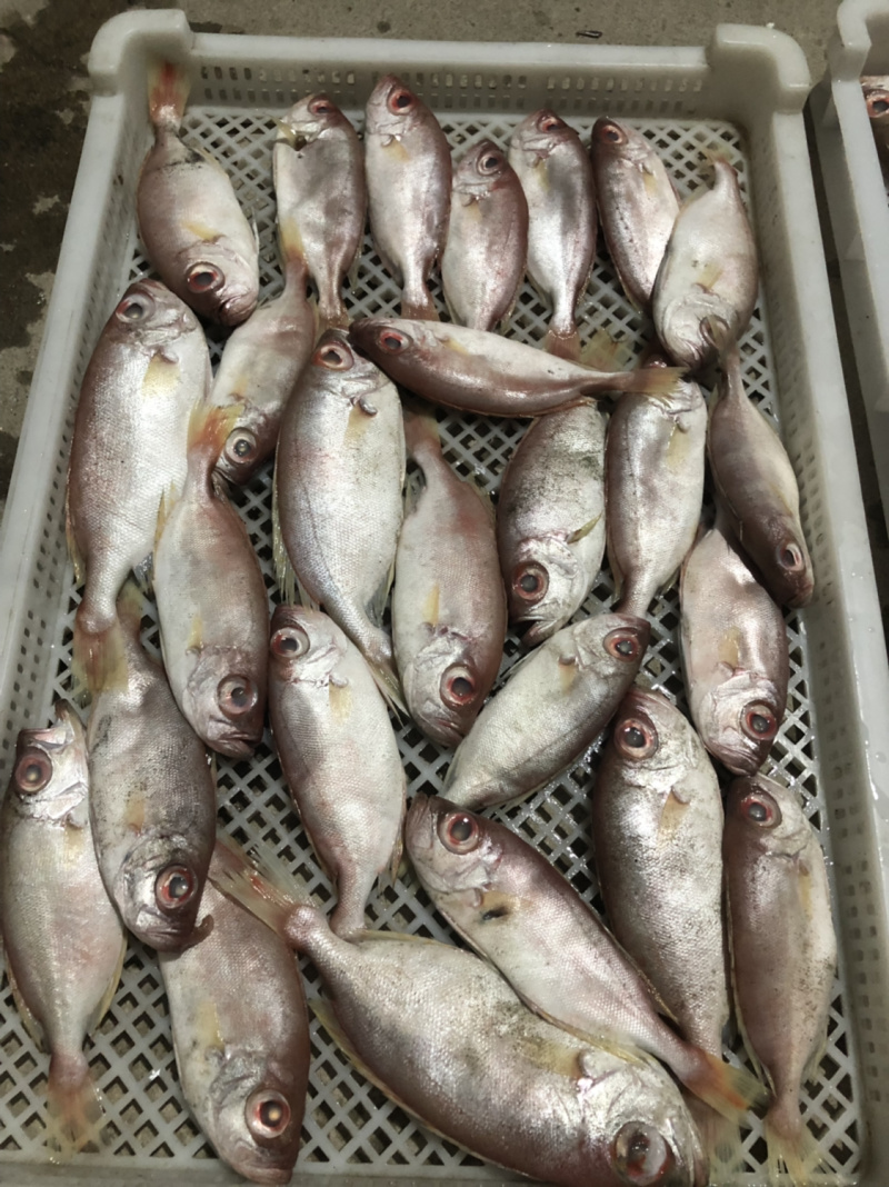 东山海鲜红目鲢食堂排挡供应