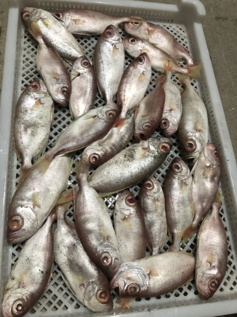 东山海鲜红目鲢食堂排挡供应