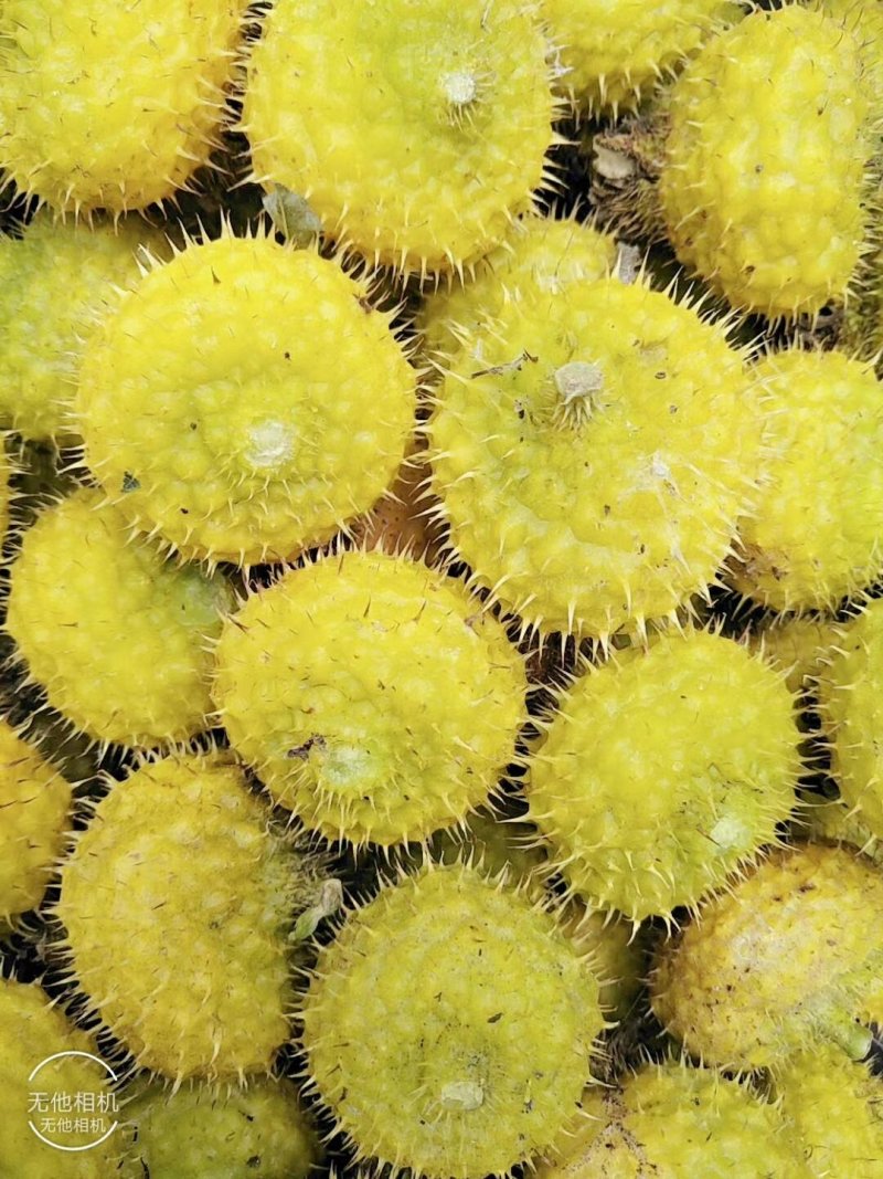 新鲜刺梨