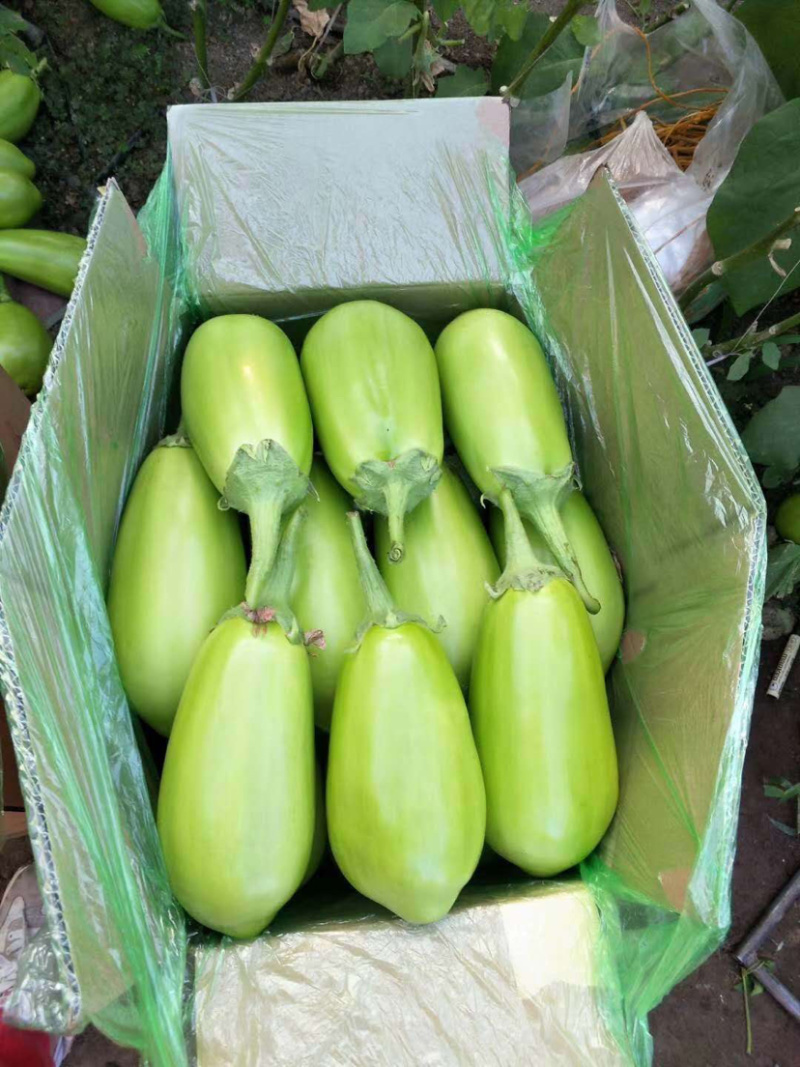 推荐】精品青茄，辽宁海城高温棚青茄大量上市产地直销