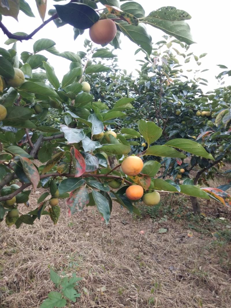 眉县，汤峪阳丰甜柿子