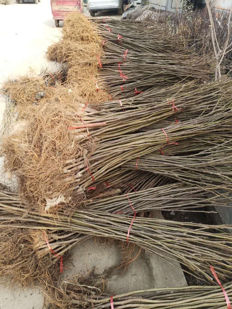 山东无花果苗，波姬红，布兰瑞克，大青皮，保湿包邮。