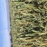 【品质推荐】金黄小米农家小米产地直销米香纯正